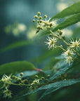 BAKUCHIOL RENEWAL SERUM Selfnamed